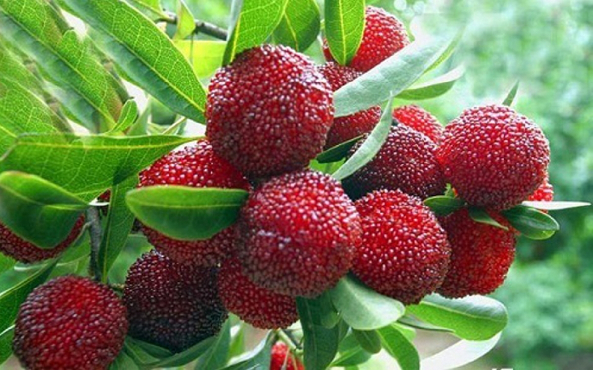 Expensive foreign fruit proves popular in Vietnamese market